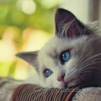 Ảnh đại diện người chơi Liễu Thùy My